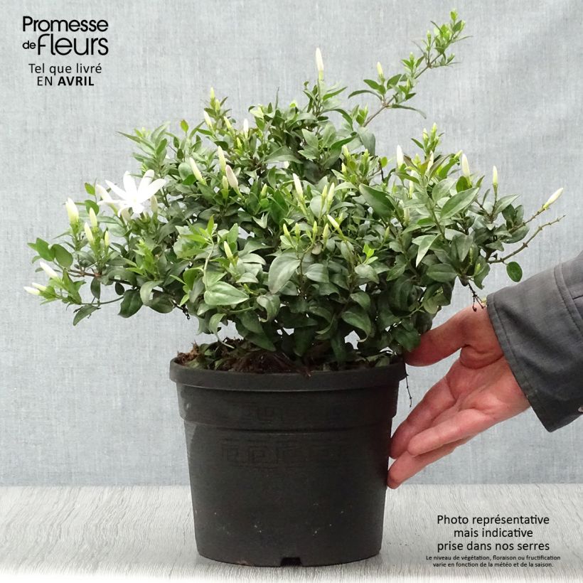 Jasmin sauvage étoilé - Jasminum multipartitum Pot de 2L/3L esemplare consegnato in primavera