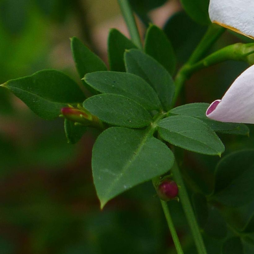 Jasminum grandiflorum - Gelsomino di Spagna (Fogliame)