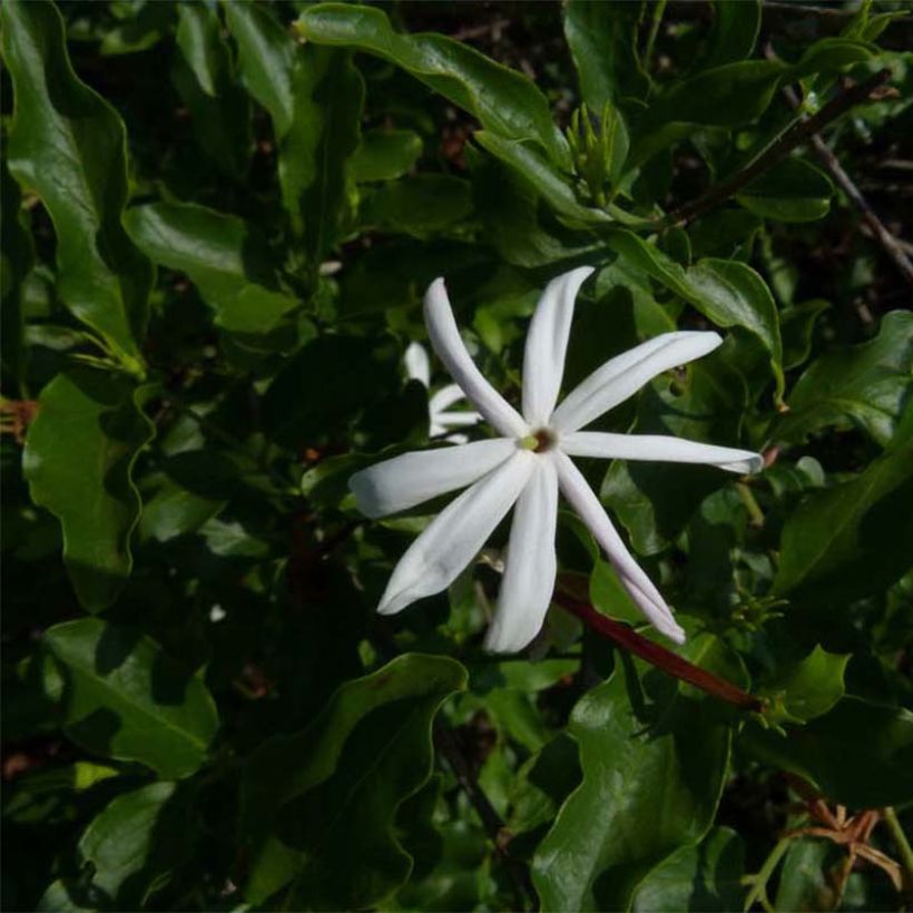 Jasminum multipartitum - Gelsomino di primavera (Fogliame)