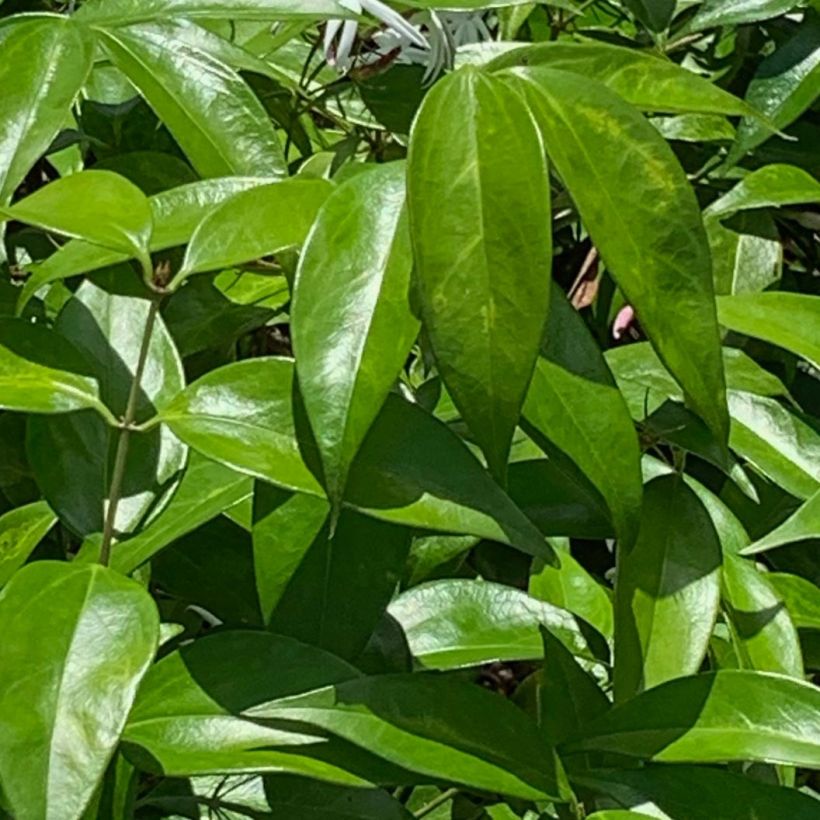 Jasminum laurifolium var. nitidum - Gelsomino (Fogliame)