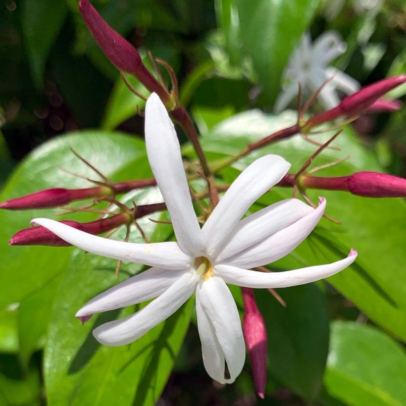 Jasminum laurifolium var. nitidum - Gelsomino (Fioritura)