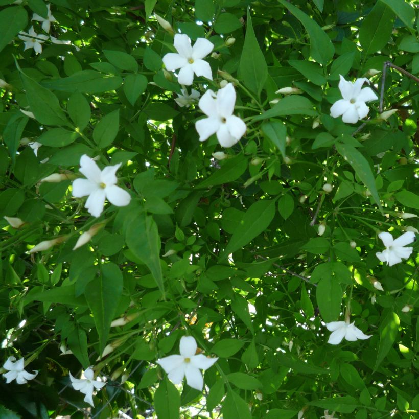 Jasminum officinale - Gelsomino comune (Fioritura)