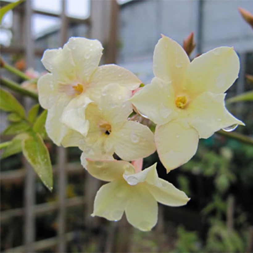 Jasminum officinale Clotted Cream - Gelsomino comune (Fioritura)