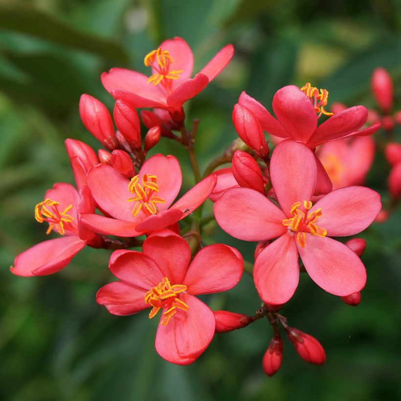 Jatropha integerrima - Peregrina (Fioritura)