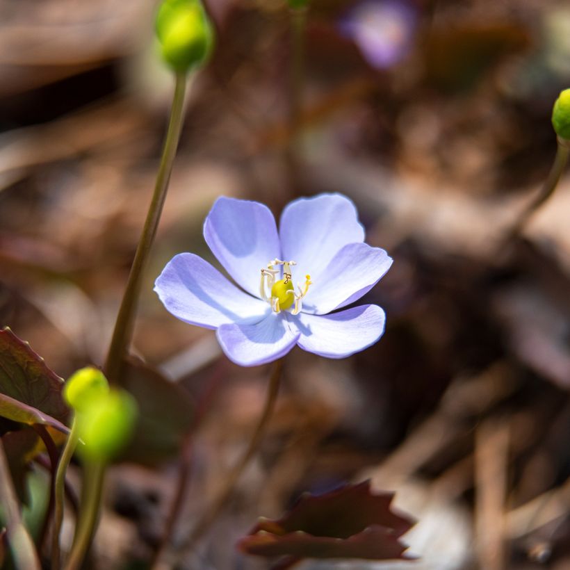 Jeffersonia dubia (Fioritura)