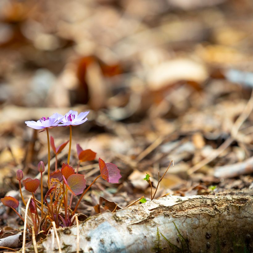 Jeffersonia dubia (Porto)