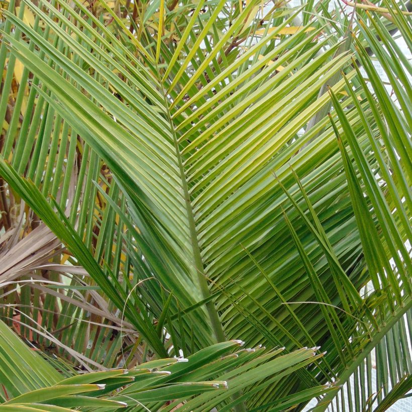 Jubaea chilensis - Palma del Cile (Fogliame)