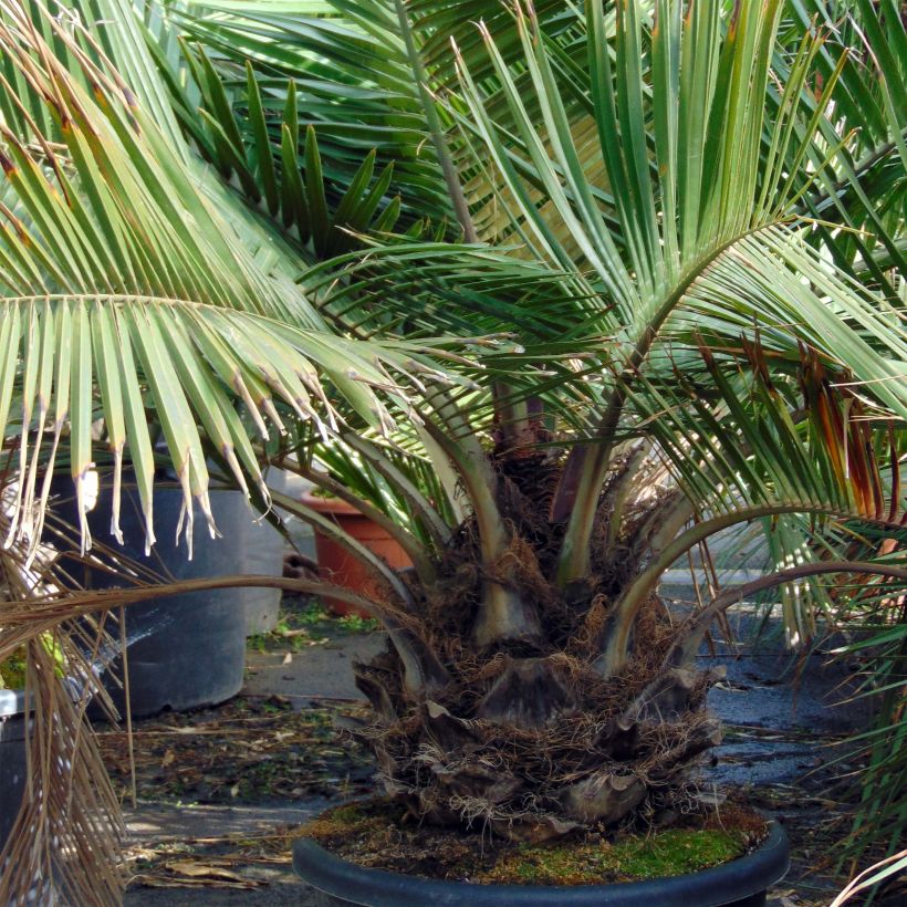 Jubaea chilensis - Palma del Cile (Porto)