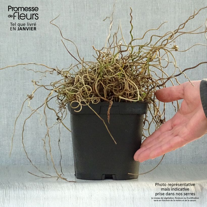 Juncus effusus Spiralis - Jonc spiralé en pot de 2/3 litres esemplare consegnato in inverno