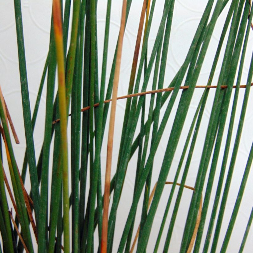 Juncus inflexus - Giunco tenace (Fogliame)