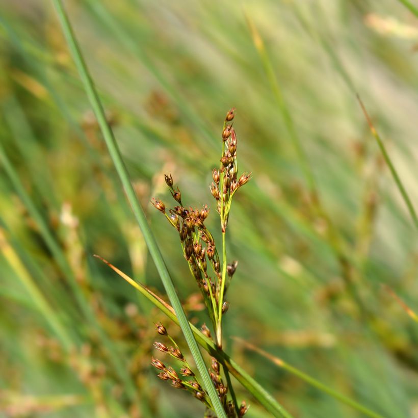 Juncus inflexus - Giunco tenace (Fioritura)