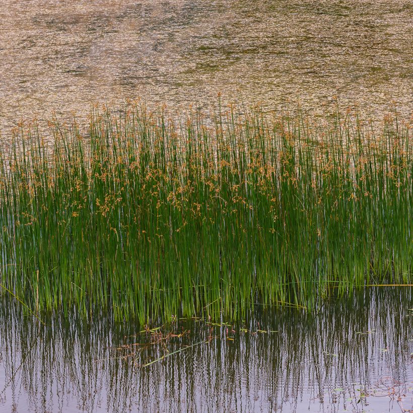 Juncus inflexus - Giunco tenace (Porto)