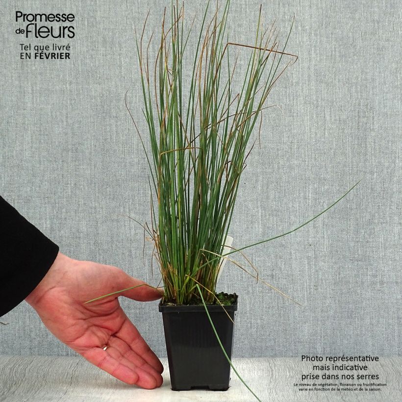 Juncus inflexus - Jonc des jardiniers en godet de 9 cm esemplare consegnato in inverno