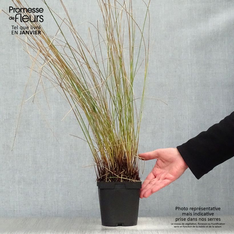 Juncus inflexus - Jonc des jardiniers en pot de 2/3 litres esemplare consegnato in inverno