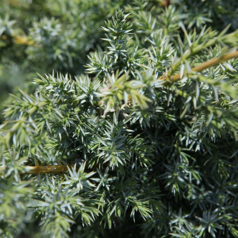 Juniperus chinensis Blue Alps - Ginepro cinese (Fogliame)