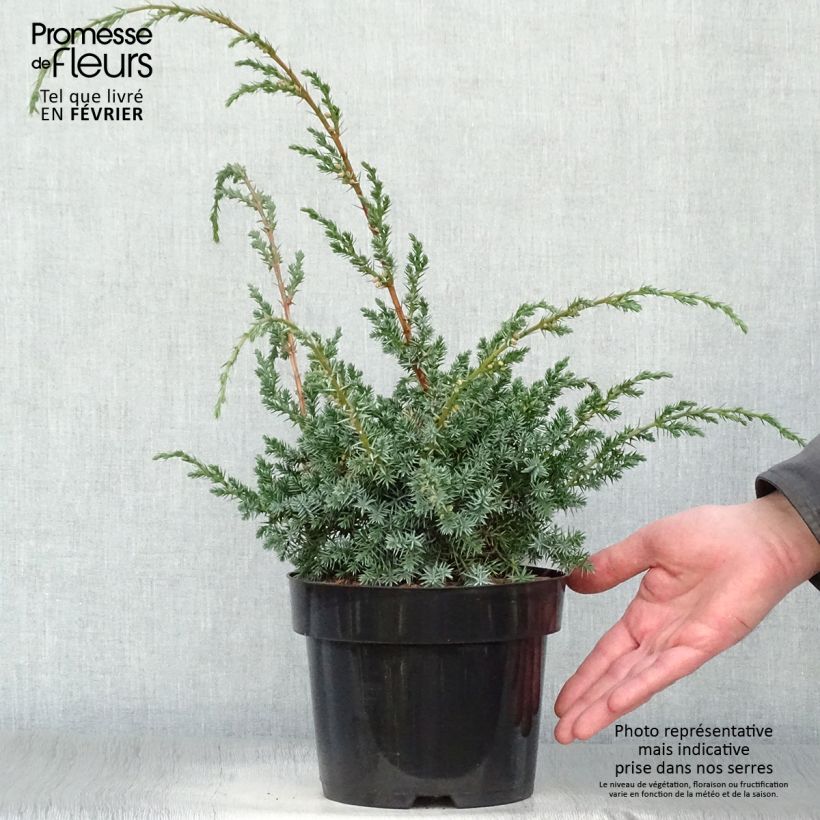 Juniperus chinensis Blue Alps - Genévrier de Chine Pot de 2L/3L esemplare consegnato in inverno