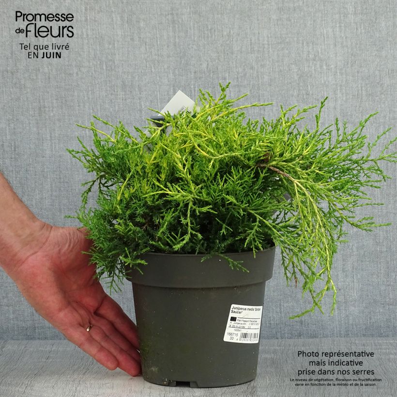 Juniperus chinensis Golden Saucer - Genévrier hybride - Pot de 2L/3L esemplare consegnato in primavera