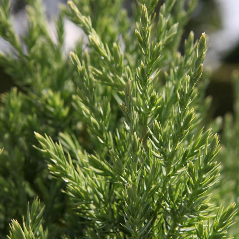 Juniperus chinensis Stricta - Ginepro cinese (Fogliame)