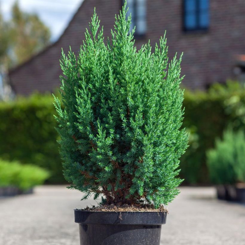 Juniperus chinensis Stricta - Ginepro cinese (Porto)