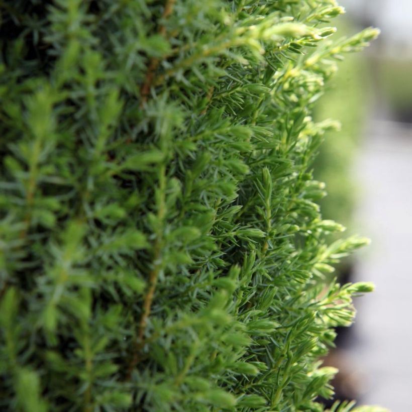 Juniperus communis Compressa - Ginepro comune (Fogliame)