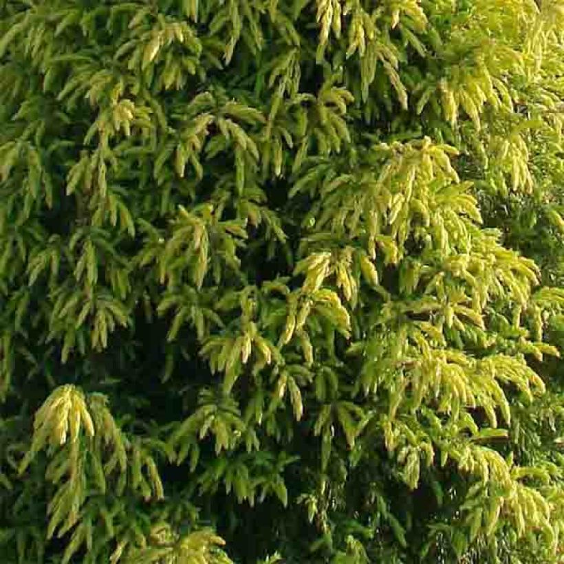 Juniperus communis Gold Cone - Ginepro comune (Fogliame)