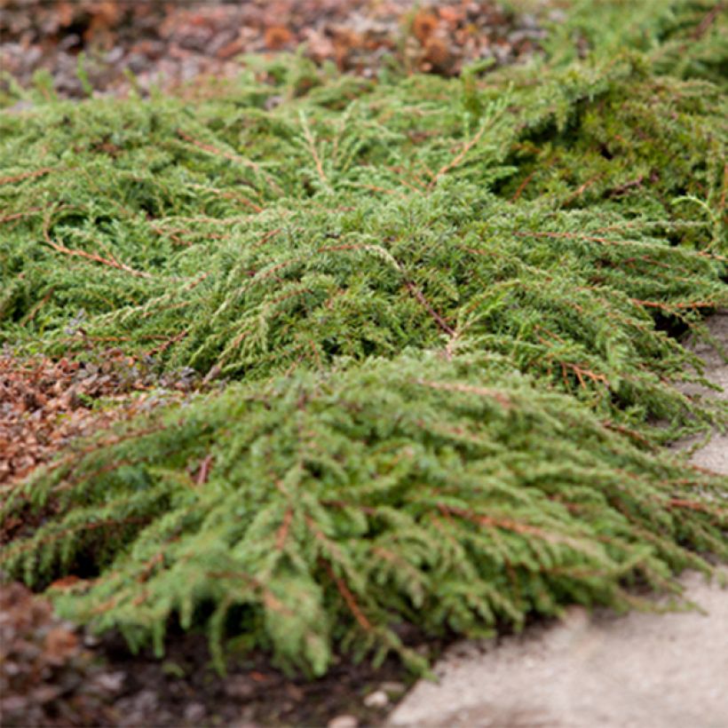 Juniperus communis Green Carpet - Ginepro comune (Porto)