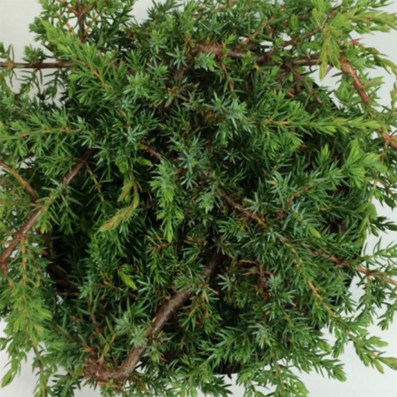 Juniperus communis Hornibrookii - Ginepro comune (Fogliame)