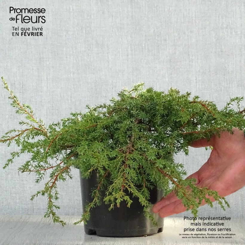 Juniperus communis Hornibrookii - Genévrier commun                Pot de 2L/3L esemplare consegnato in inverno