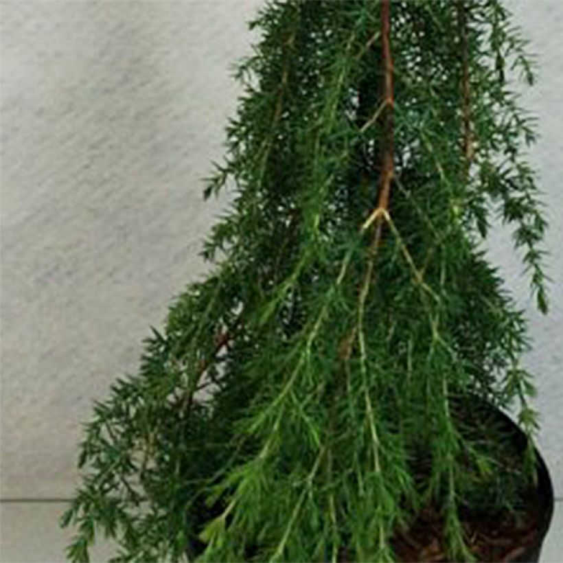 Juniperus communis Horstmann - Ginepro comune (Fogliame)