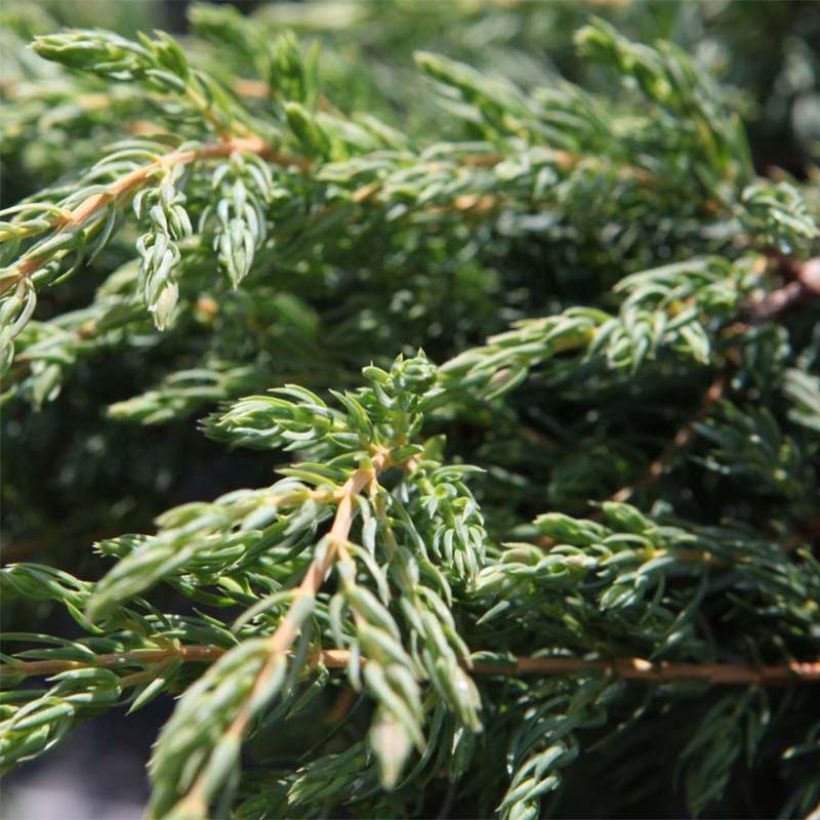 Juniperus communis Repanda - Ginepro comune (Fogliame)