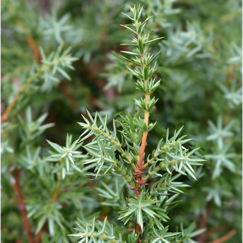 Juniperus communis Suecica - Ginepro comune (Fogliame)