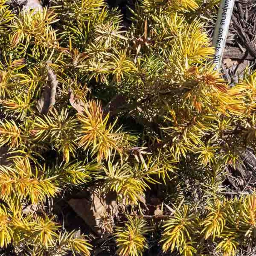 Juniperus conferta All Gold - Ginepro (Fogliame)