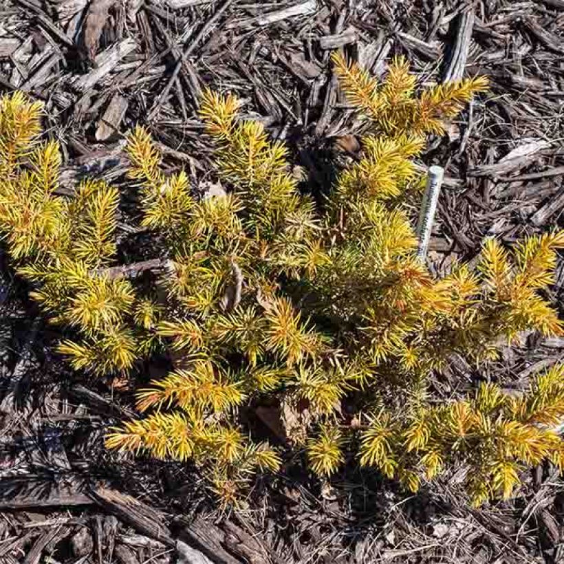 Juniperus conferta All Gold - Ginepro (Porto)