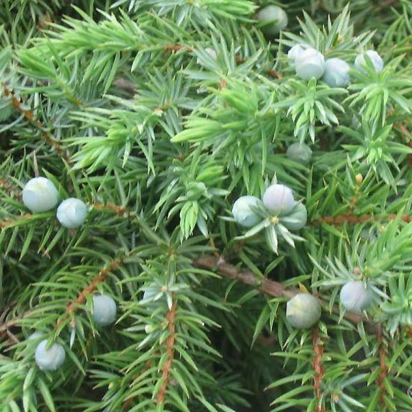 Juniperus conferta Schlager - Ginepro (Fogliame)