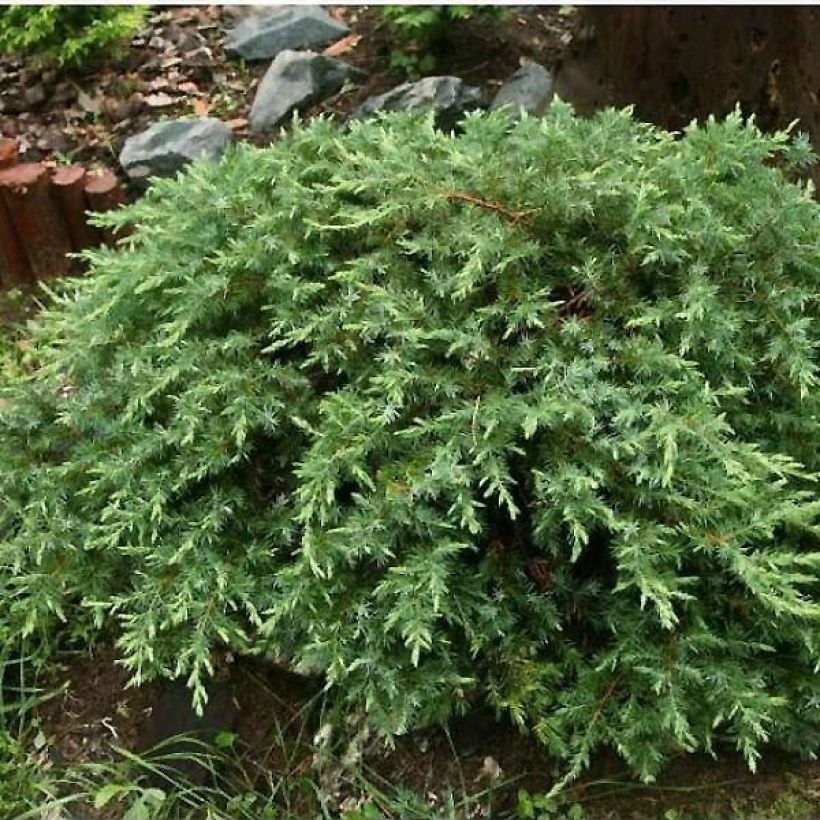 Juniperus conferta Schlager - Ginepro (Porto)