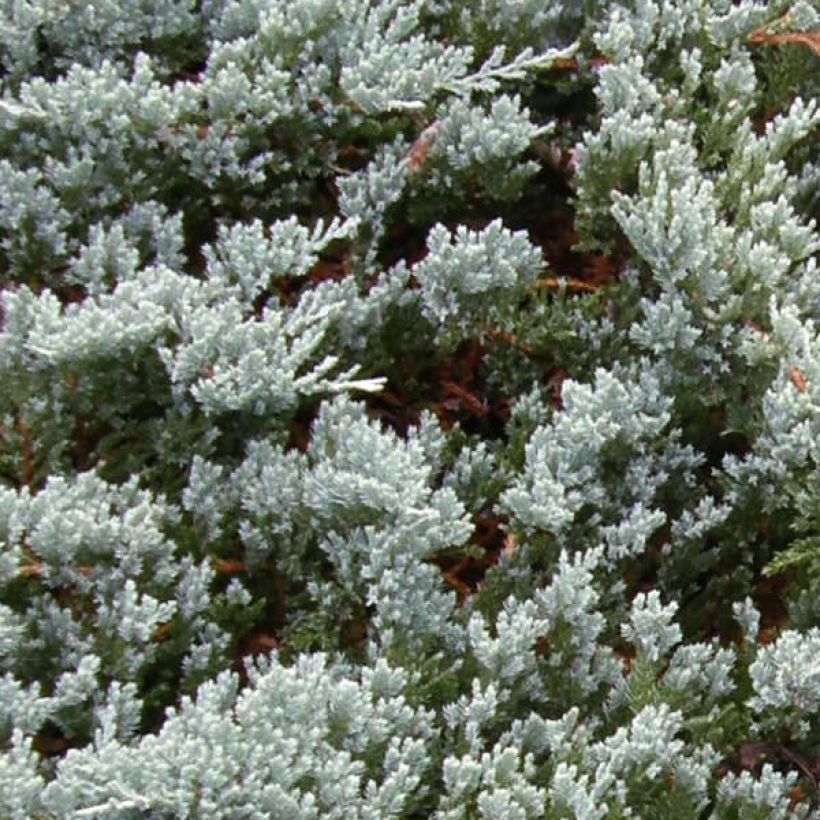 Juniperus horizontalis Blue Chip - Ginepro strisciante (Fogliame)