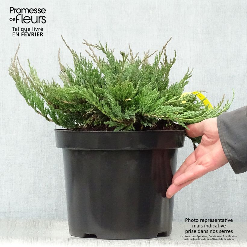 Juniperus horizontalis Blue Chip - Genévrier rampant en pot de 7,5L/10L esemplare consegnato in inverno