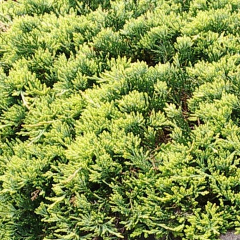 Juniperus horizontalis Golden Carpet - Ginepro strisciante (Fogliame)