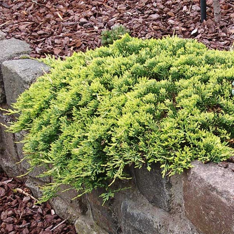 Juniperus horizontalis Golden Carpet - Ginepro strisciante (Porto)