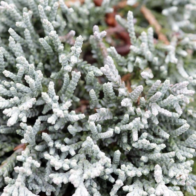 Juniperus horizontalis Icee Blue - Ginepro strisciante (Fogliame)