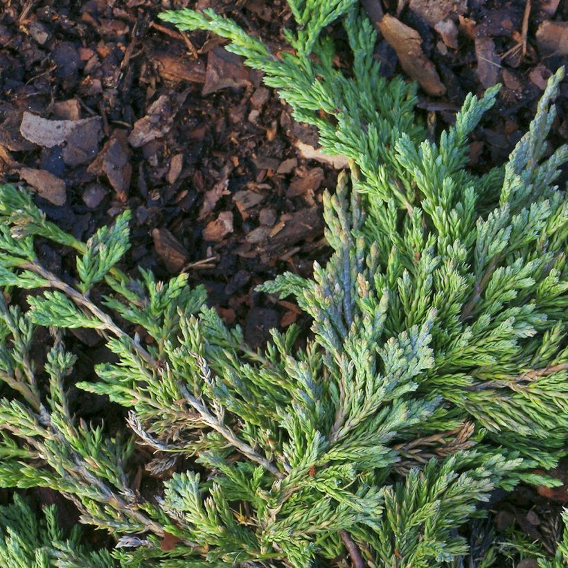 Juniperus horizontalis Jade River - Ginepro strisciante (Fogliame)