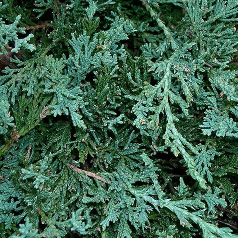 Juniperus horizontalis Wiltonii - Ginepro strisciante (Fogliame)