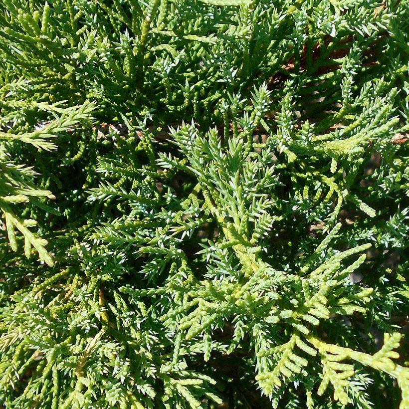 Juniperus pfitzeriana Compacta - Ginepro (Fogliame)