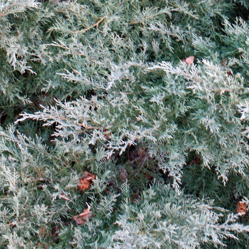 Juniperus pfitzeriana Glauca - Ginepro (Fogliame)