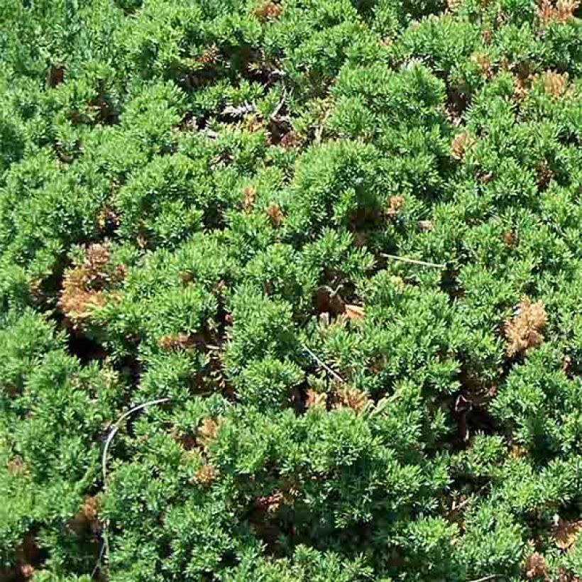 Juniperus procumbens Nana - Ginepro nano (Fogliame)