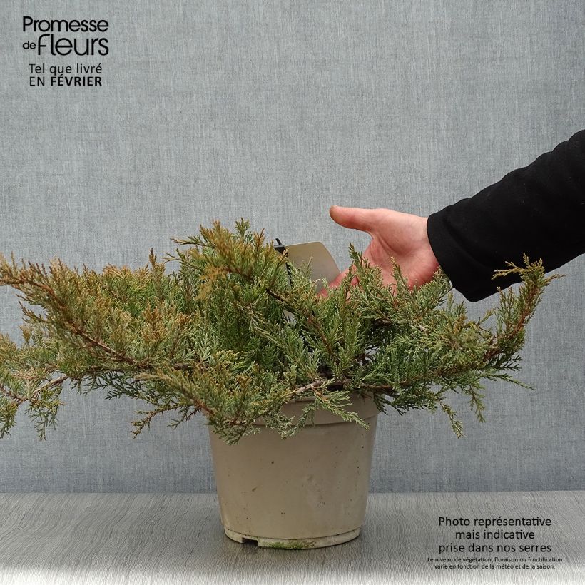 Juniperus sabina Rockery Gem - Genévrier sabine                   Pot de 4L/5L esemplare consegnato in inverno