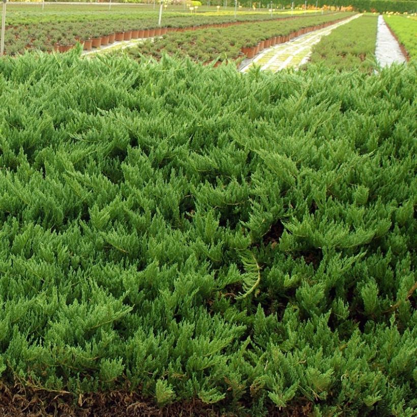 Juniperus sabina Tamariscifolia - Ginepro sabino (Porto)