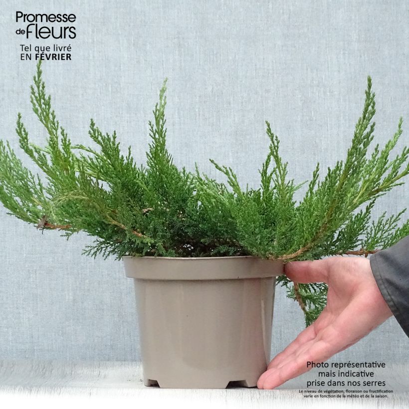 Juniperus sabina Tamariscifolia - Genévrier sabine en pot de 2L/3L esemplare consegnato in inverno