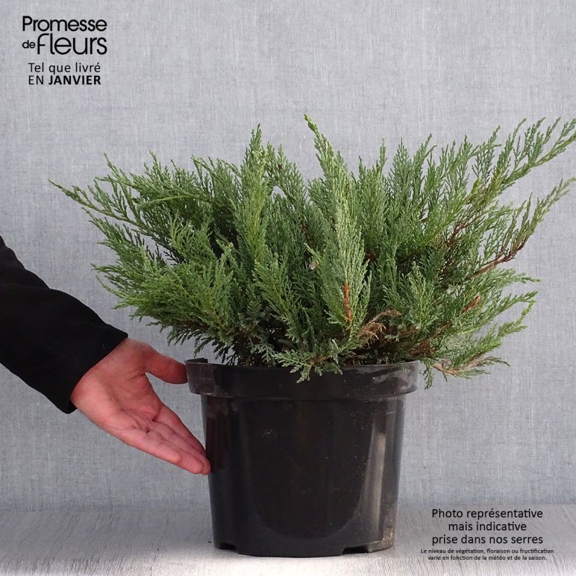 Juniperus sabina Tamariscifolia - Genévrier sabine en pot de 7.5/10L esemplare consegnato in inverno