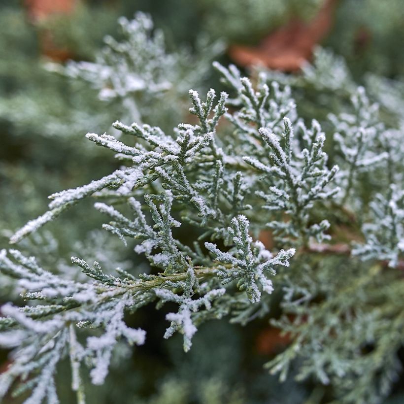 Juniperus scopulorum Moonglow - Ginepro (Fogliame)